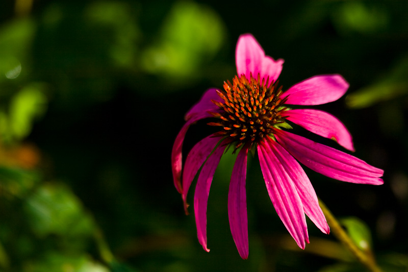 Purple Coneflower